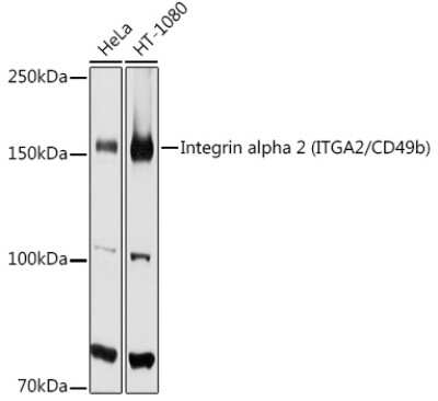 Western Blot: Integrin alpha 2/CD49b AntibodyAzide and BSA Free [NBP3-03851]